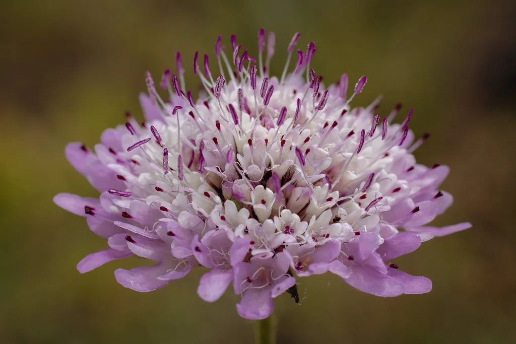 Native Plants Attract More Pollinators Than Cultivars (DanielaC173, Flickr, CC BY-SA 2.0)