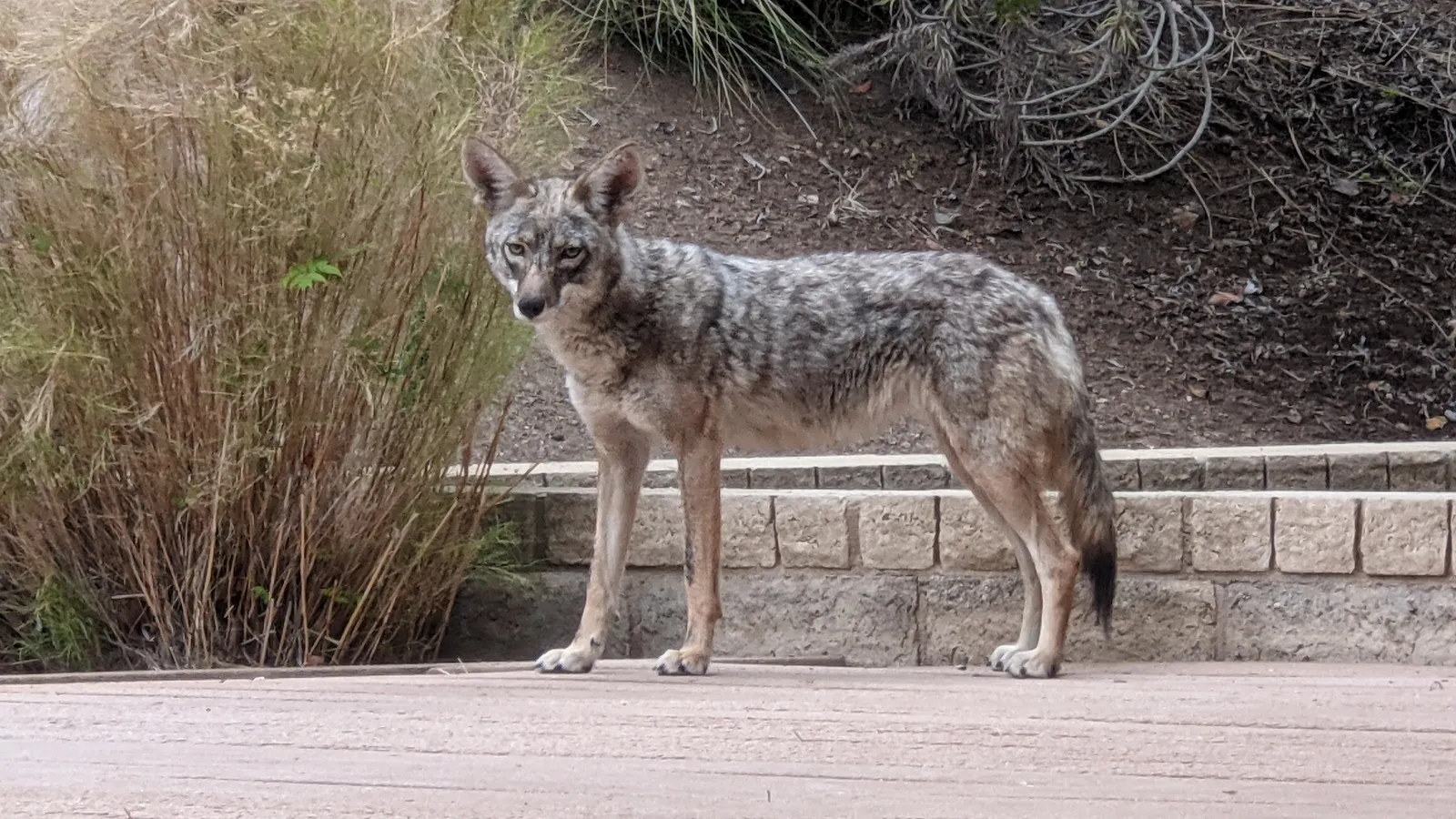 Coyotes Arrive When the Prey Does (By Holly Cheng, CC BY-SA 3.0)