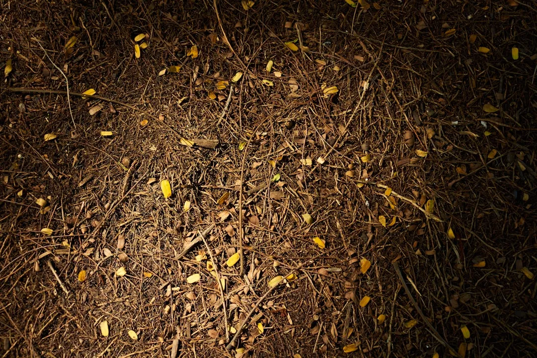 Mulching the Right Way (Image Credits: Unsplash)