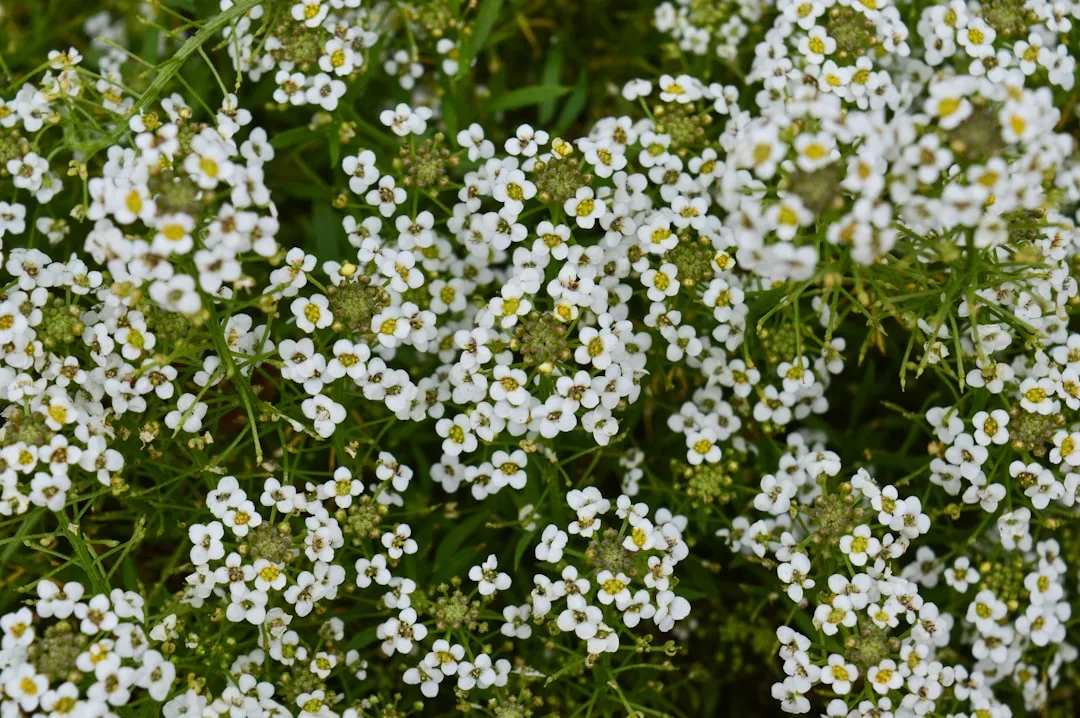 3. Sweet Alyssum (Lobularia maritima): The Tiny Powerhouse (Image Credits: Unsplash)
