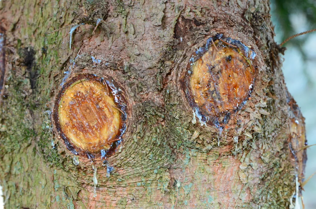 How Trees Wall Off the Damage (Monica Arellano-Ongpin, Flickr, CC BY 2.0)