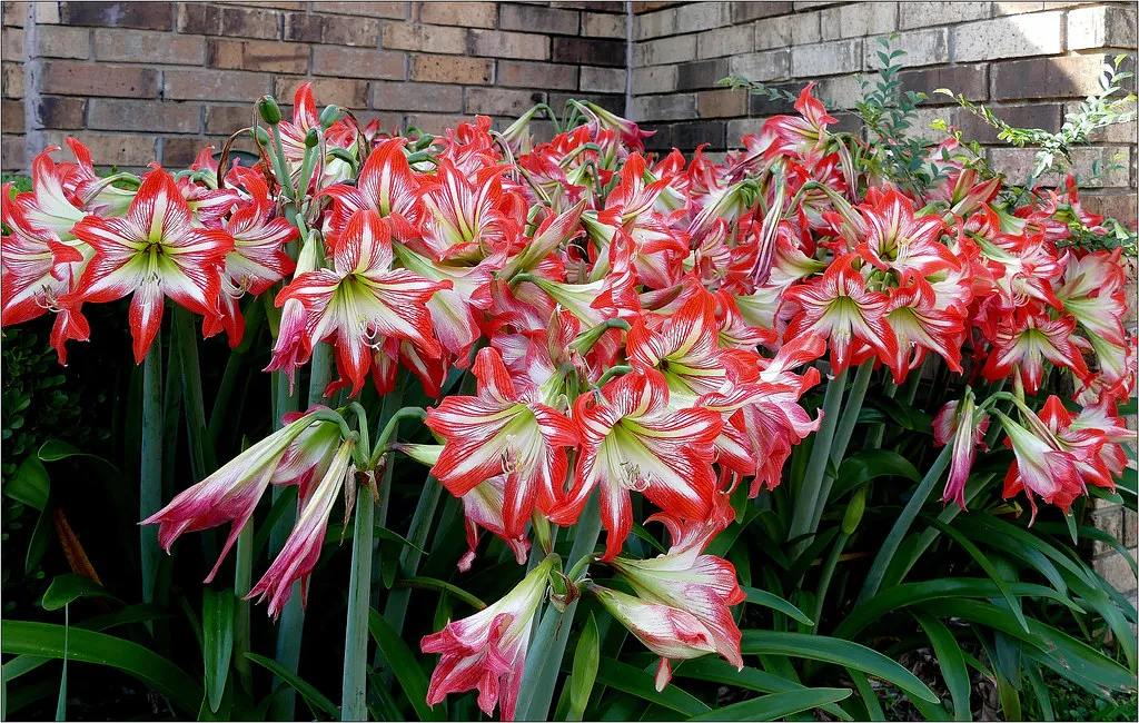 The Timing of Dormancy Was Off (Image Credits: Flickr)