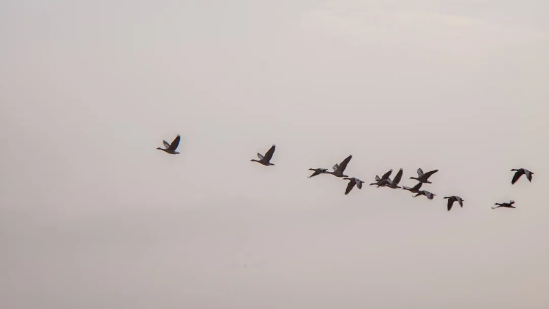 How Young Birds Learn the Route (Image Credits: Unsplash)