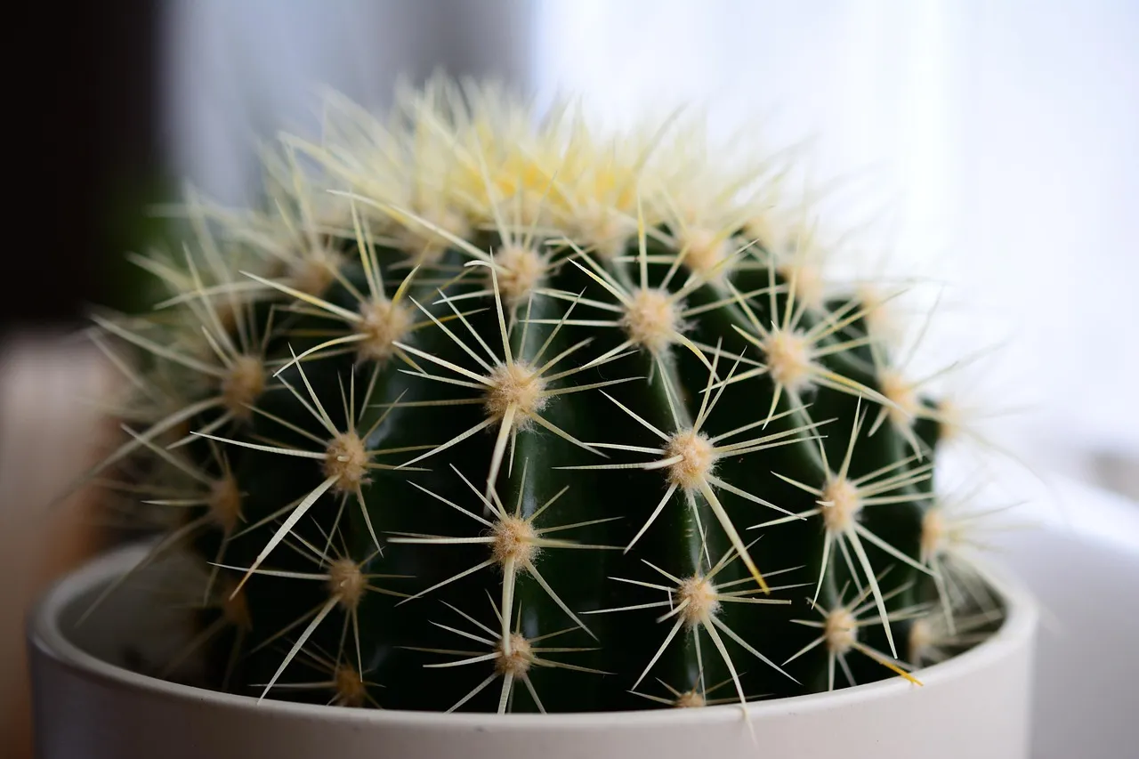 Succulents and Cacti: The Minimalist's Tiny Collection (Image Credits: Pixabay)