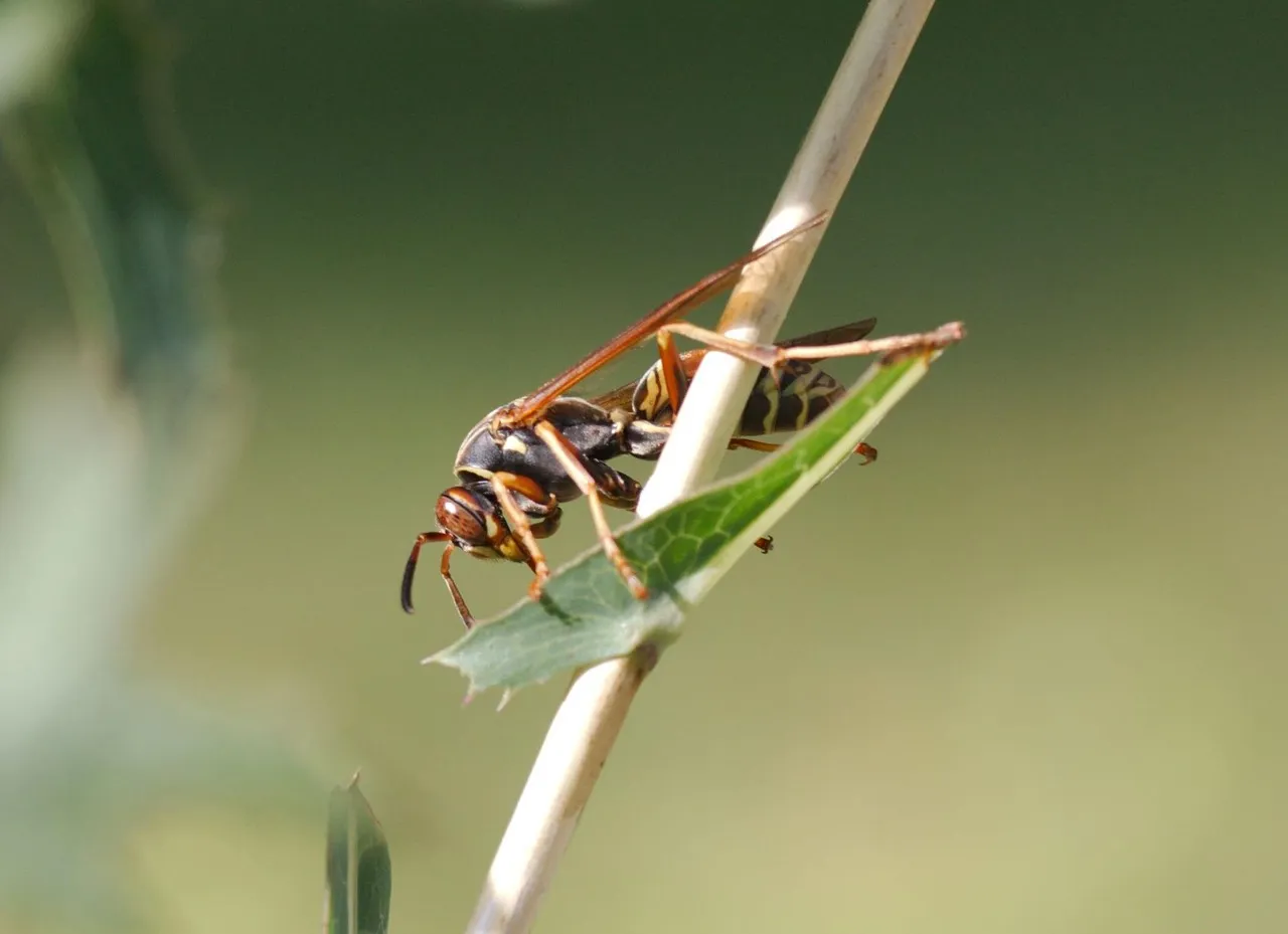 How to Attract Beneficial Wasps Instead of Killing Them (Image Credits: Pixabay)
