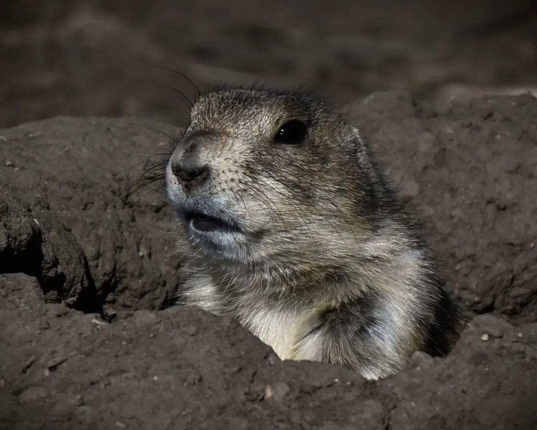 Why Groundhogs Choose Your Deck in the First Place (Image Credits: Unsplash)