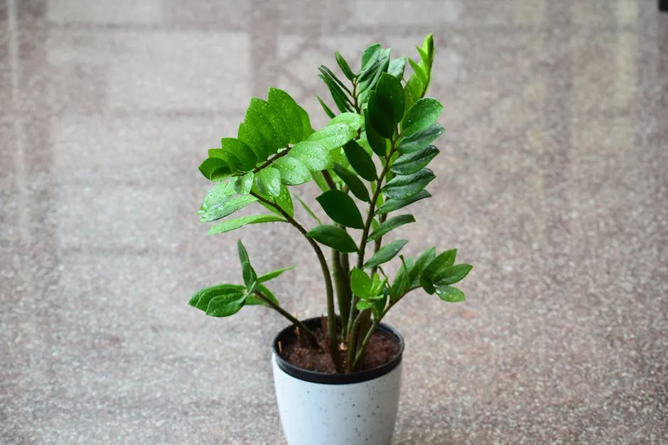3. ZZ Plant (Zanzibar Gem) (Image Credits: Pexels)