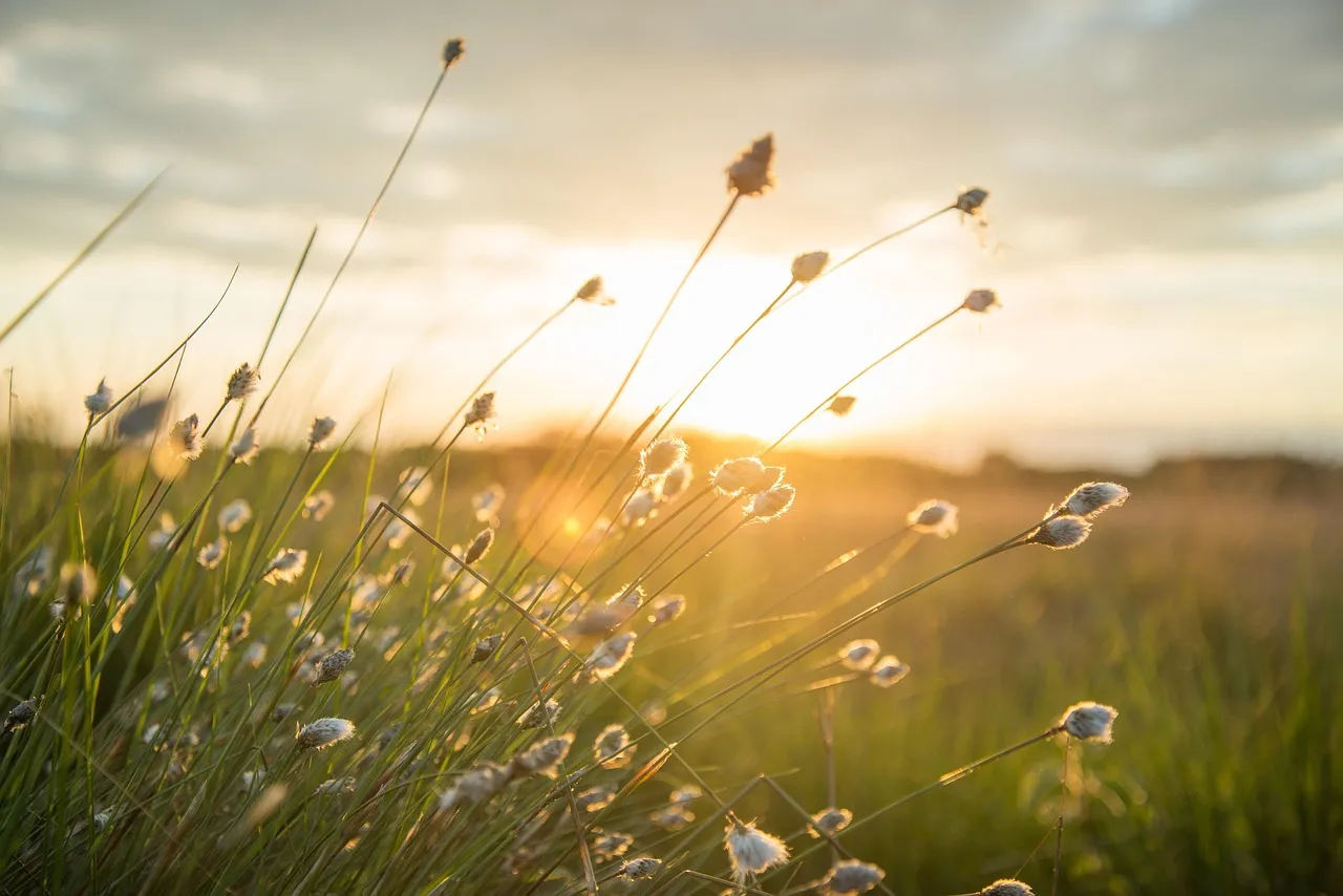 Warm-Season Grasses Need Heat, Not Just Warmth (Image Credits: Pixabay)