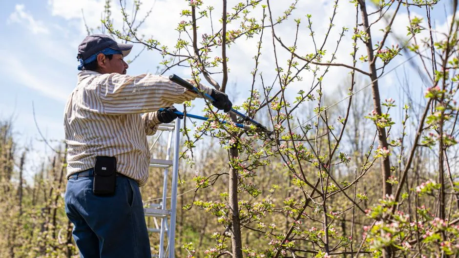 Sap Buildup on Blades Is a Pathogen Trap (Image Credits: Pexels)