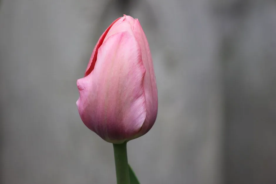 A Quiet Lesson from Tulip Biology (Image Credits: Pexels)