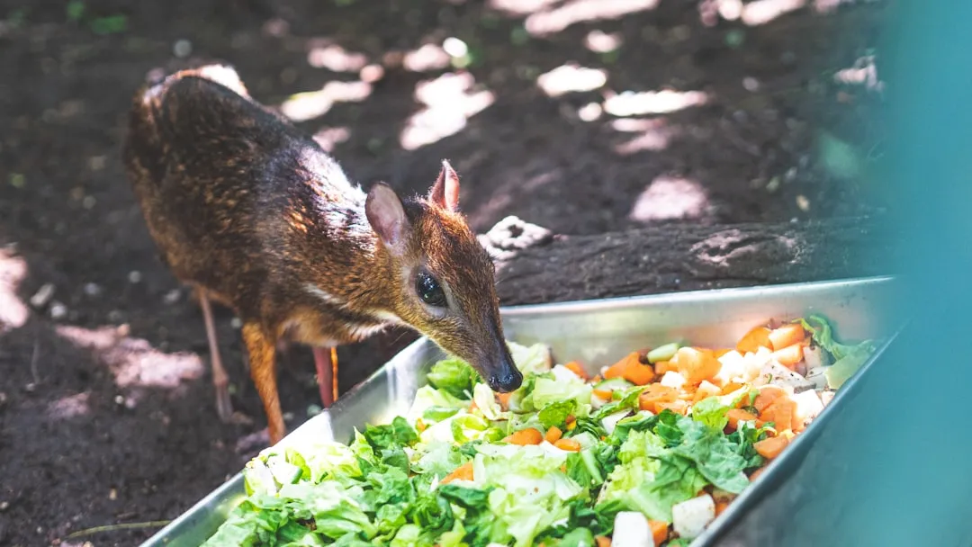 Provide at Least Three Food Sources (Image Credits: Unsplash)