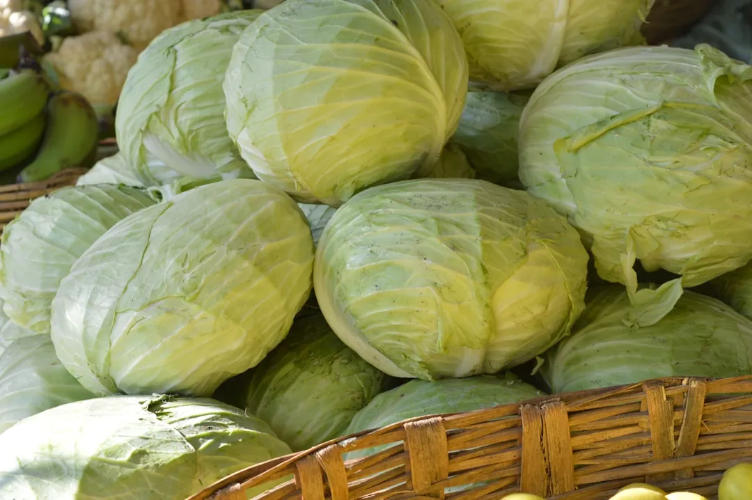 4. Cabbage: Heavy on the Nitrogen, Sensitive to Overdoing It (Image Credits: Unsplash)