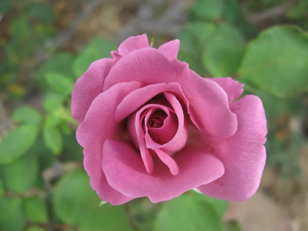 Roses Tell the Most Dramatic Story (Image Credits: Pixabay)