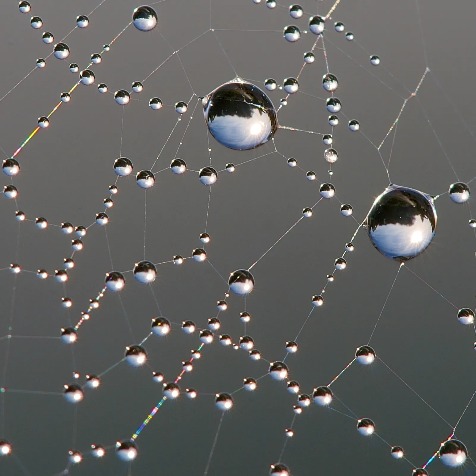Morning Dew Makes Hidden Webs Impossible to Miss (own work www.lucnix.be
Nikon case D80 optical Sigma 150mm F2,8 Macro, CC BY-SA 3.0)