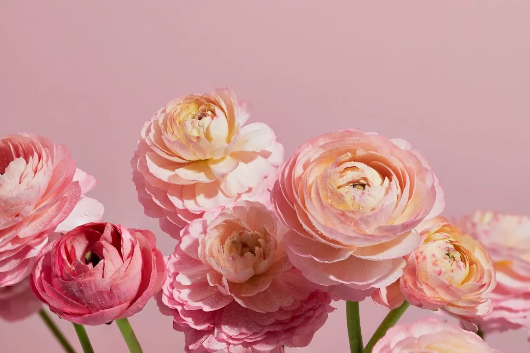 8. Ranunculus: The Premium Bloom with Growing Market Presence (Image Credits: Unsplash)