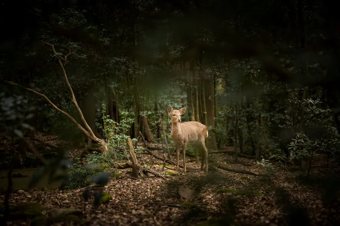 What Their Eyes Can and Cannot See (Image Credits: Unsplash)