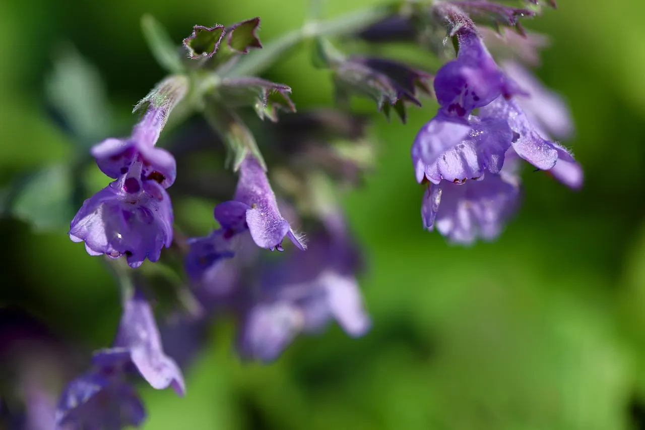 5. Catnip (Nepeta cataria) - The Overlooked Heavy Hitter (Image Credits: Pixabay)