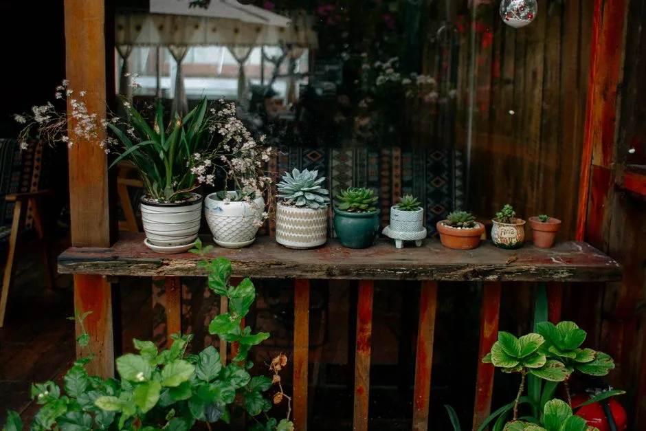 Choosing Plants That Actually Survive the Porch (Image Credits: Pexels)