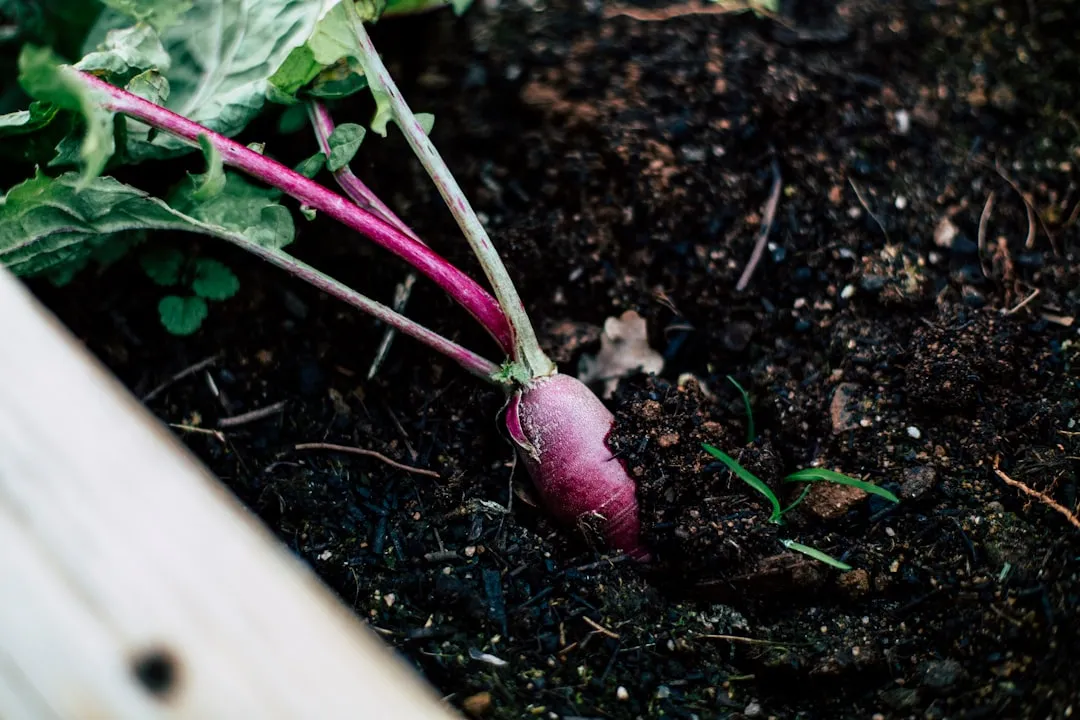 5. Radishes: The Beginner Vegetable Nobody Talks About Enough (Image Credits: Unsplash)