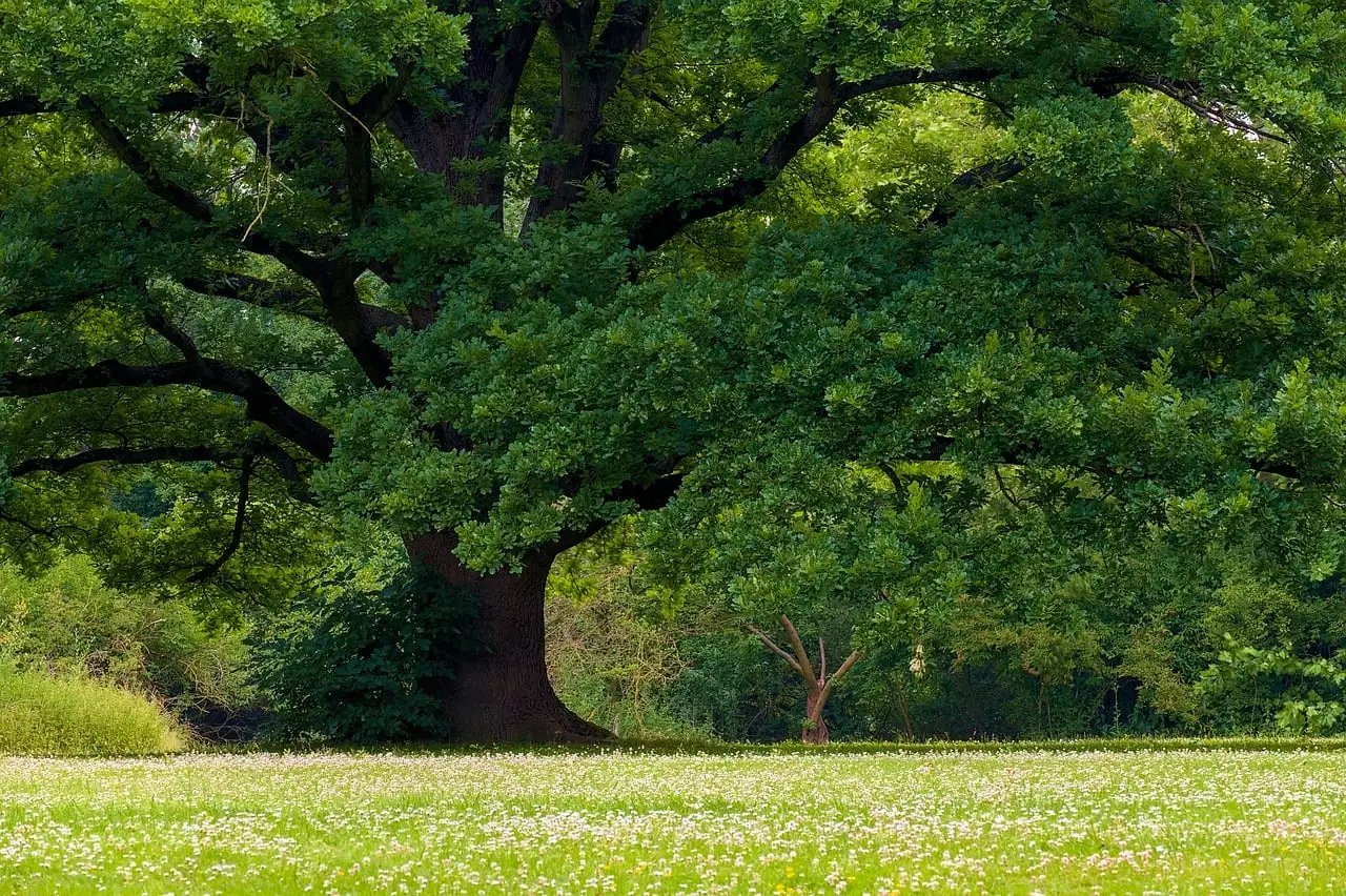 The Real Energy Savings Behind A Well-Placed Tree (Image Credits: Pixabay)