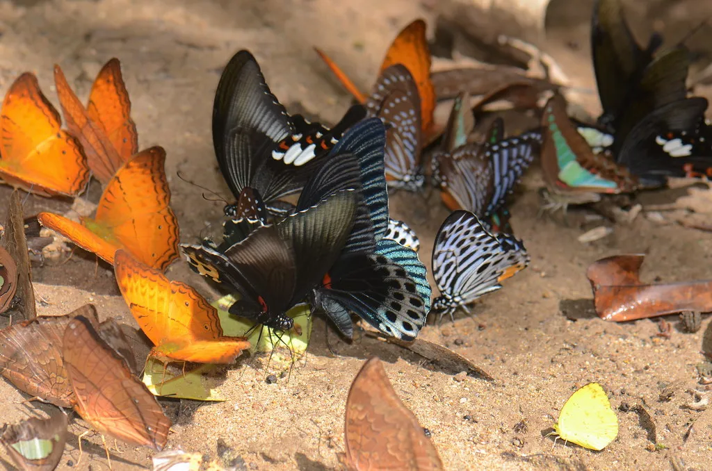 Where Butterflies Naturally Puddle (Pasha Kirillov, Flickr, CC BY-SA 2.0)