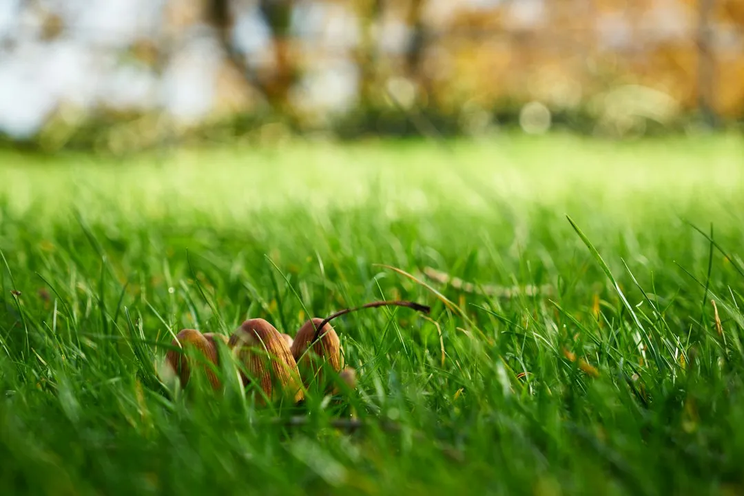 What Lawn Mushrooms Actually Reveal About Your Soil (Image Credits: Unsplash)