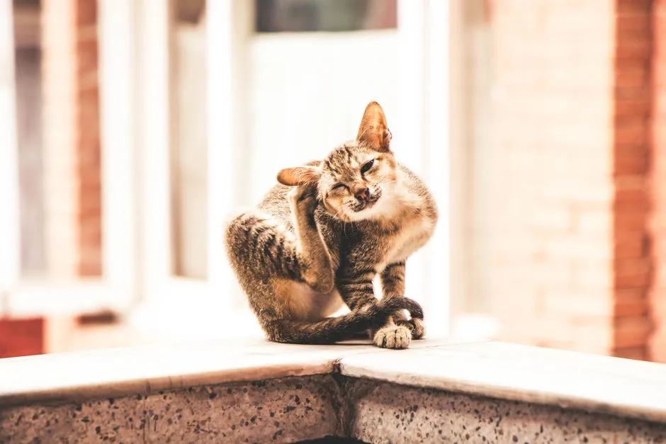 Why Diagnosis Is So Difficult (Image Credits: Pexels)