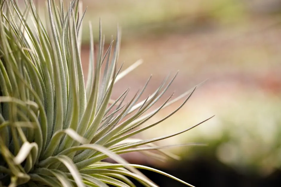 Tillandsia Xerographica: The Grand Adventurer (Image Credits: Pexels)