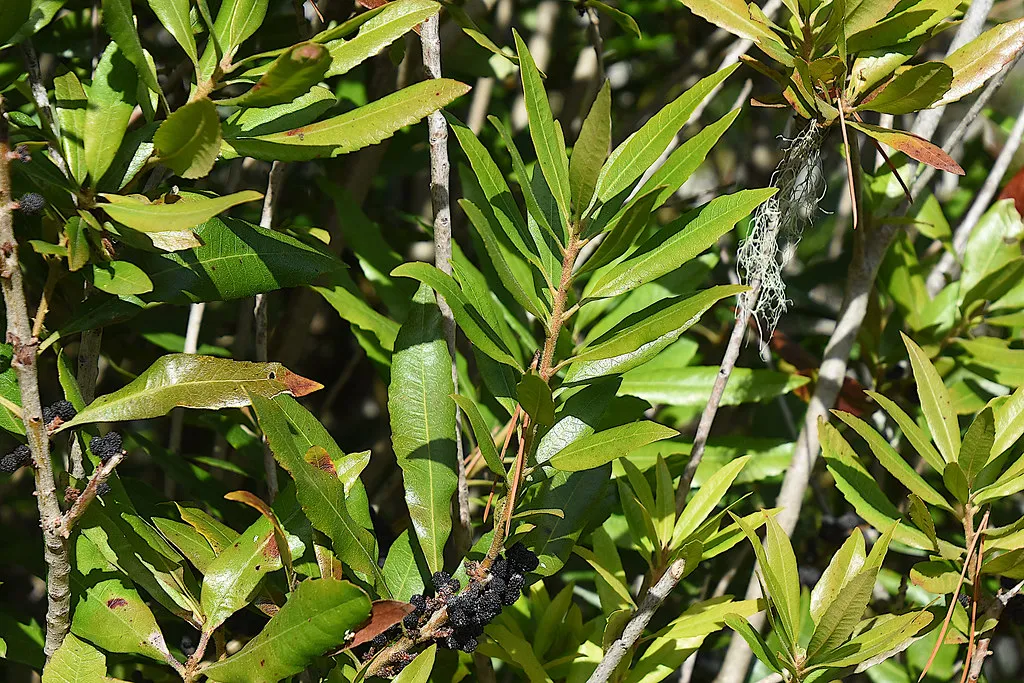 5. Pacific Wax Myrtle (Morella californica): The Unsung Coastal Workhorse (Don Henise, Flickr, CC BY 2.0)
