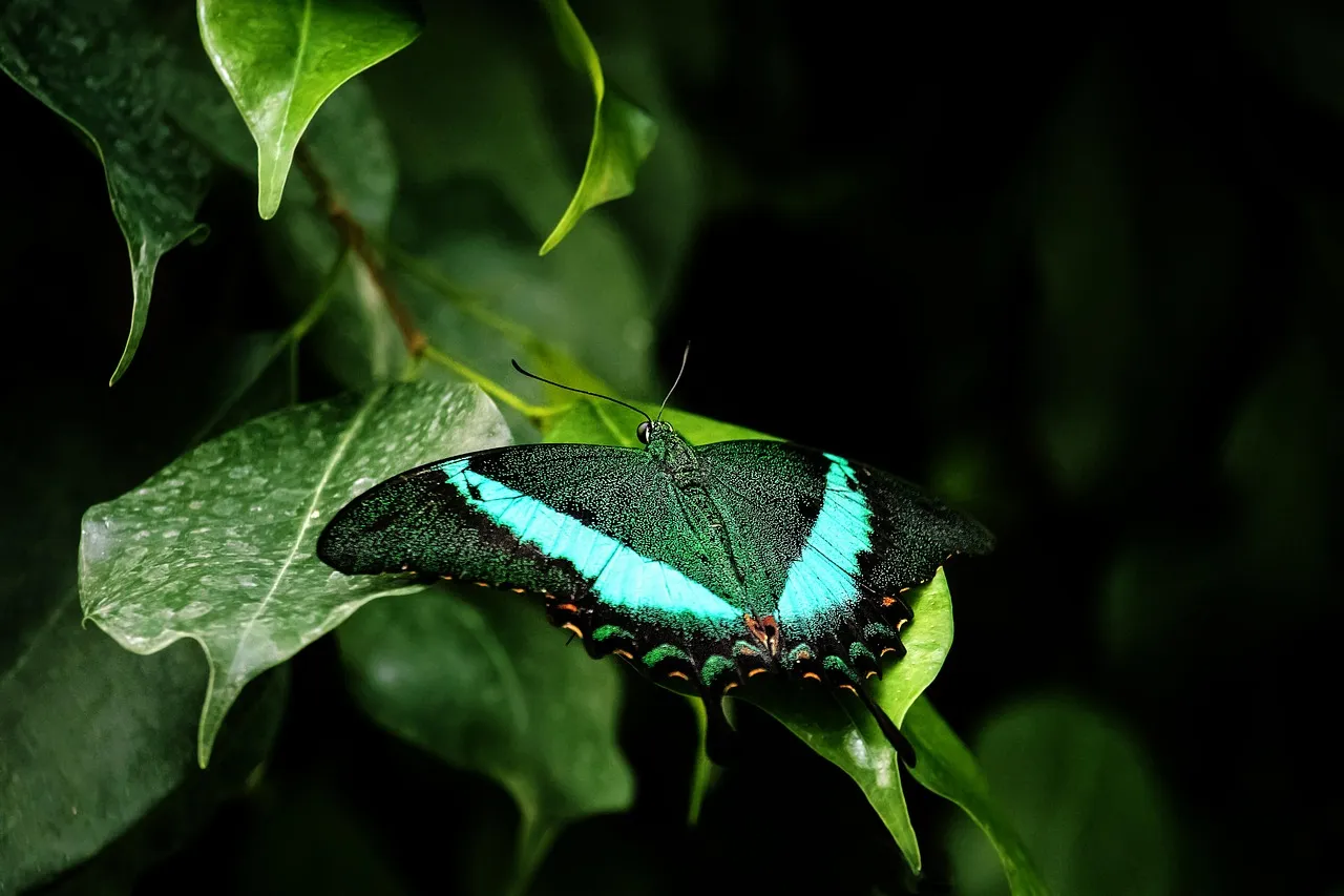 What Photoinhibition Actually Means (Image Credits: Pixabay)