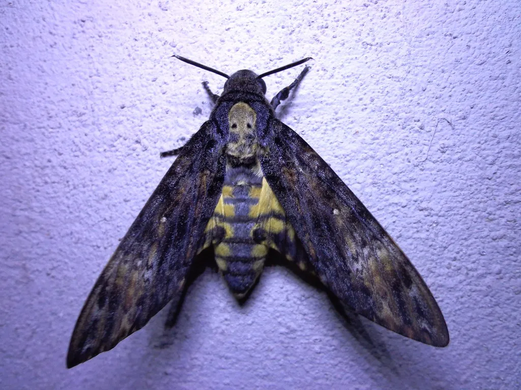 The Rare Giant: Meet the Death's-Head Hawk-Moth (dotun55, Flickr, CC BY-SA 2.0)