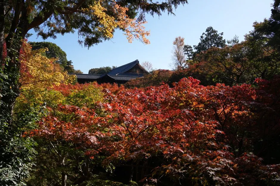 Planting Tips for Maximum Autumn Color (Image Credits: Pexels)