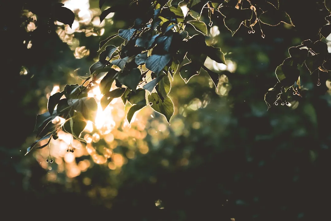 How to Actually Measure Your Garden's Sun Hours (Image Credits: Unsplash)