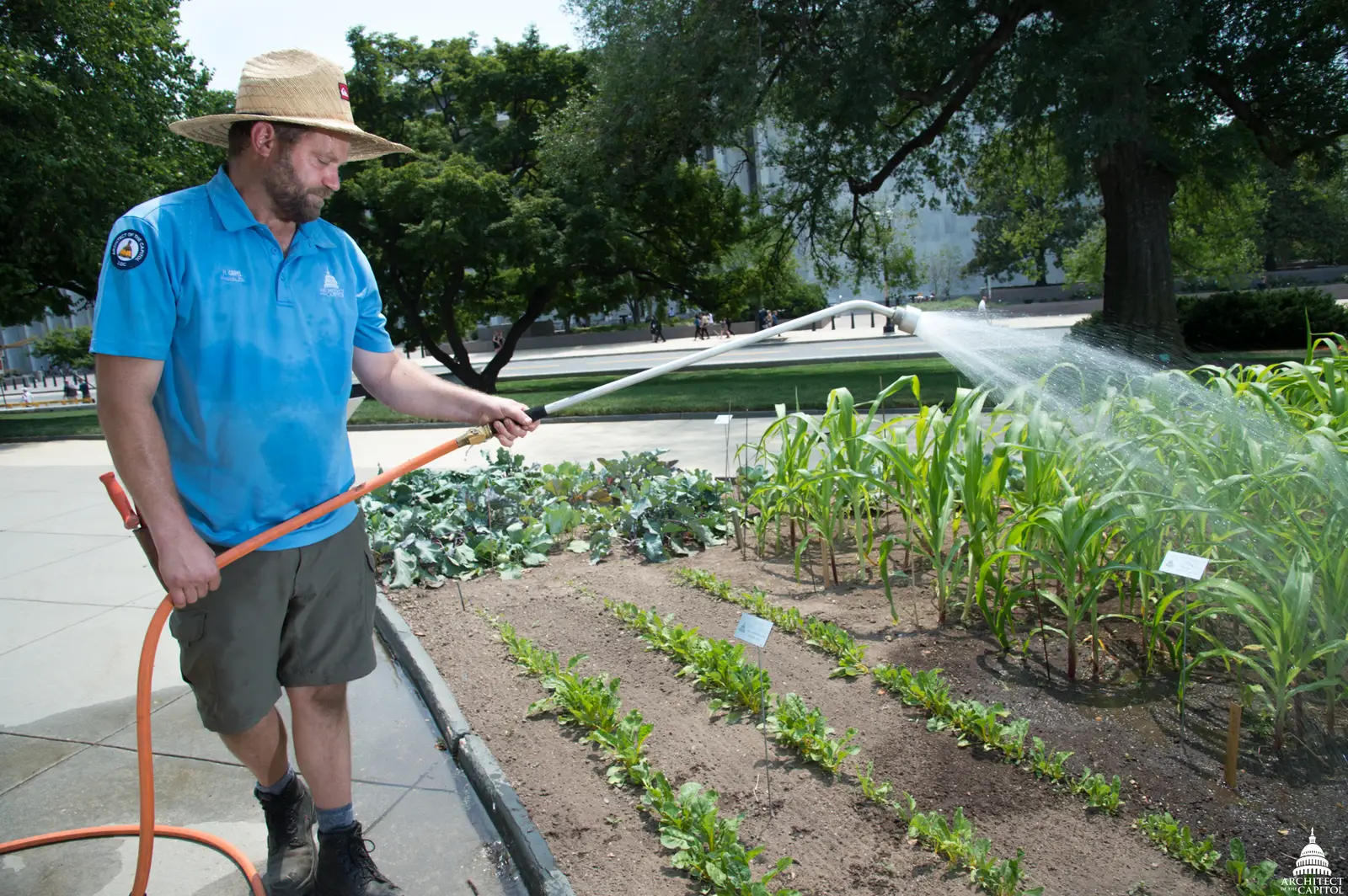 The Takeaway (Watering Corn in the 2017 War Garden, Public domain)