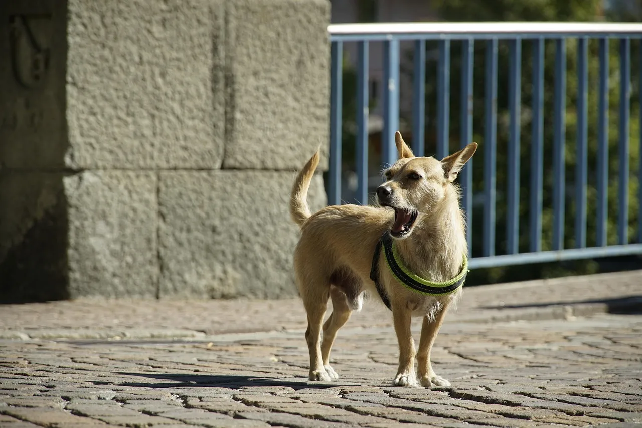 When Yawning Appears in Obedience and Training Contexts (Image Credits: Pixabay)