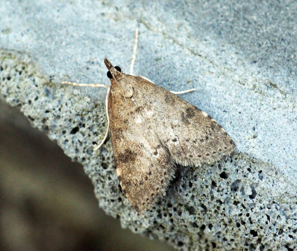 Placing Traps Too Close to Repellents (Bennyboymothman, Flickr, CC BY 2.0)