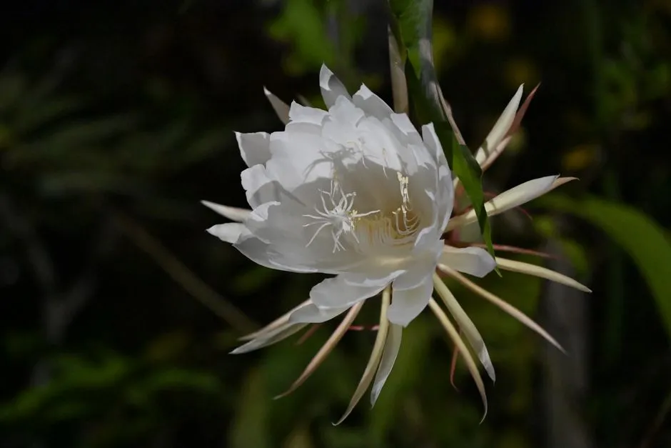 Why Night-Blooming Plants Smell So Powerful After Dark (Image Credits: Pexels)