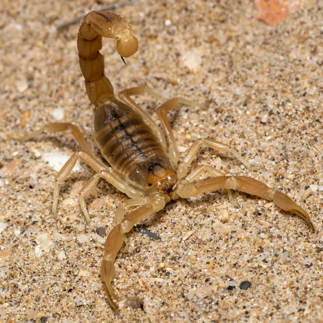 Know Your Species Before You Act (Image Credits: Pexels)