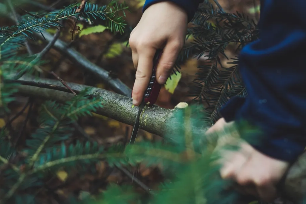 Caring for Cuttings While They Root (Image Credits: Rawpixel)