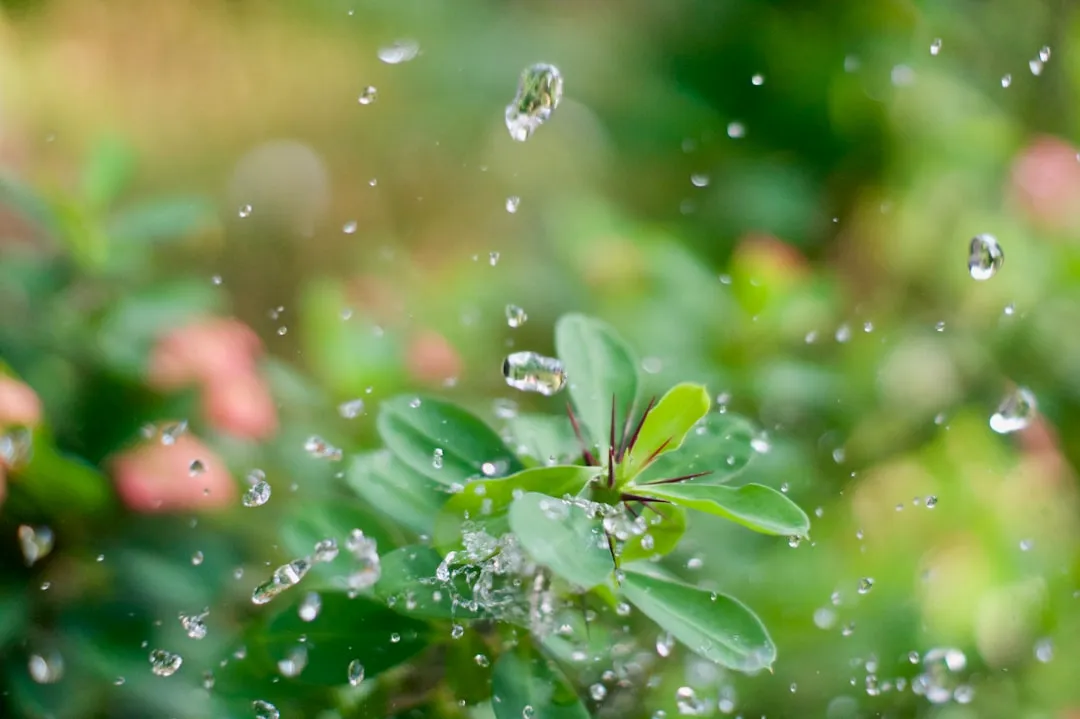 The Science of How Trees Cool the Air (Image Credits: Unsplash)