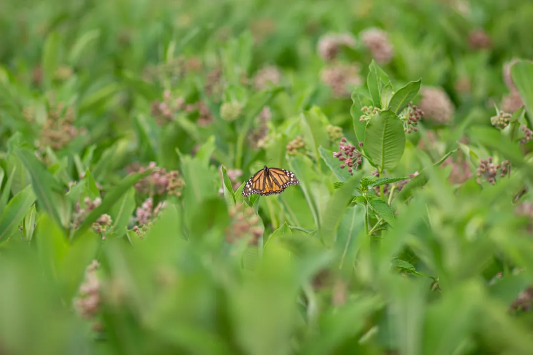 Milkweed Benefits Far Beyond the Monarch (Image Credits: Unsplash)