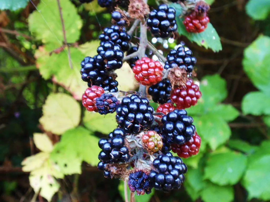 Tomatoes, Bananas, and the Surprising True Berries (isamiga76, Flickr, CC BY 2.0)