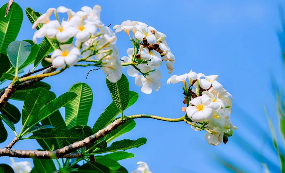Choosing What's Right for Your Yard (Image Credits: Pexels)