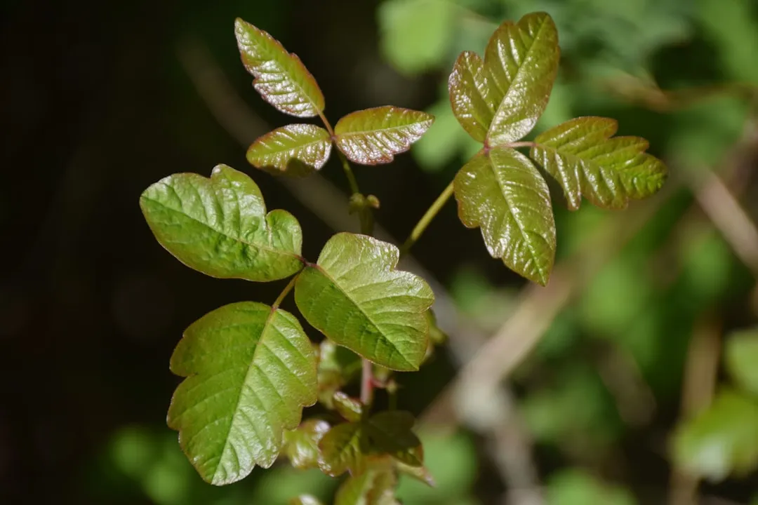2. Poison Ivy: Deceptively Common, Genuinely Miserable (Image Credits: Unsplash)