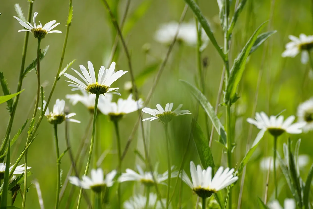 Wildflowers Near Treated Gardens Are Not Safe Either (Image Credits: Pixabay)