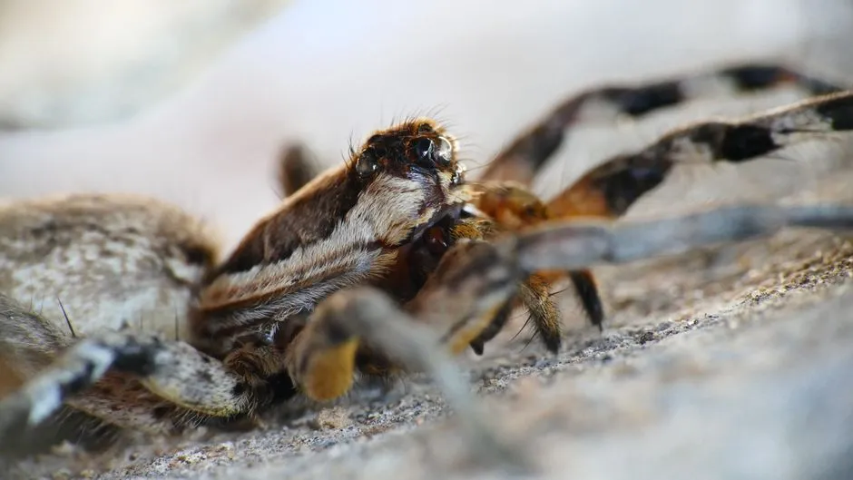 Spider Venom: A Medical Resource in Development (Image Credits: Pexels)