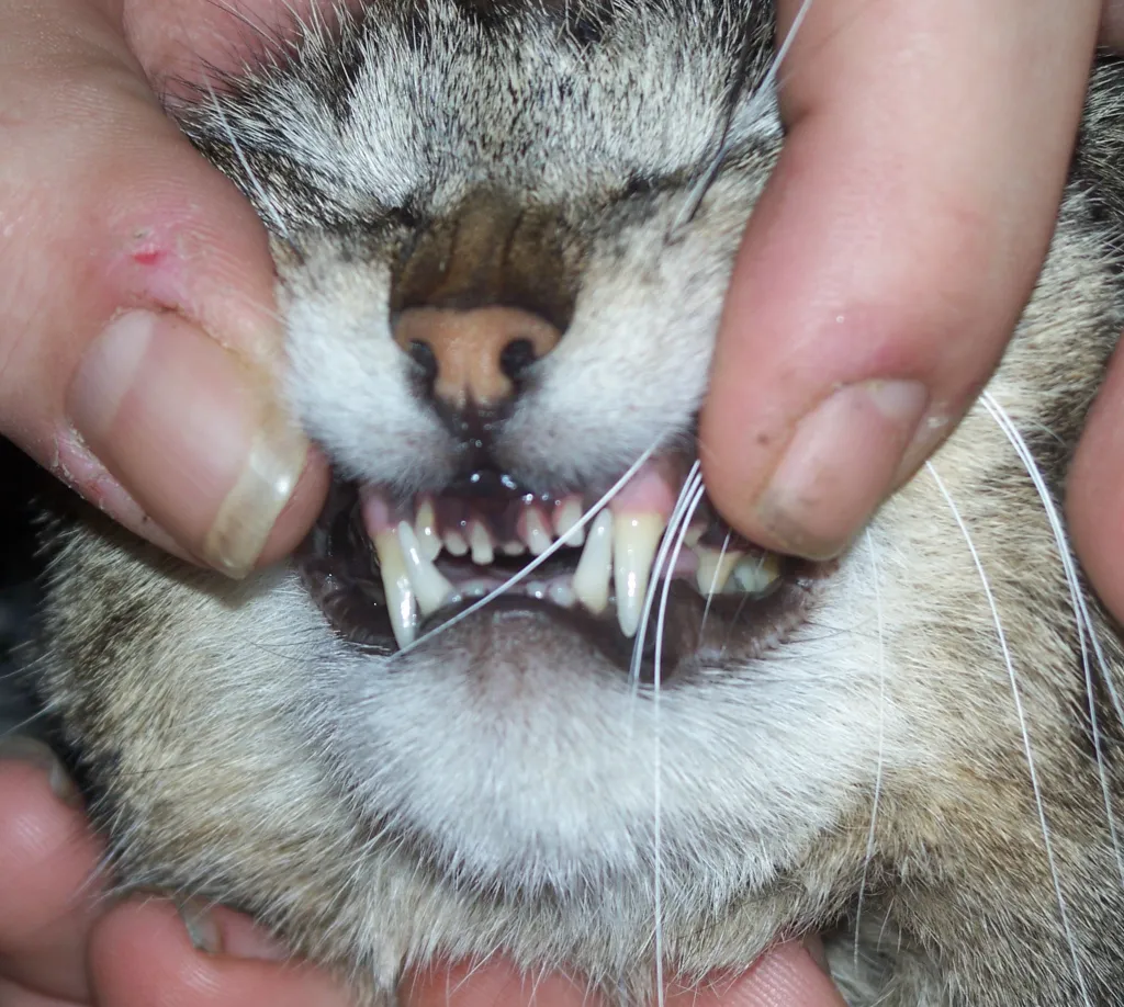 Dental Pain: A Cause Nobody Sees Coming (Jo Naylor, Flickr, CC BY 2.0)