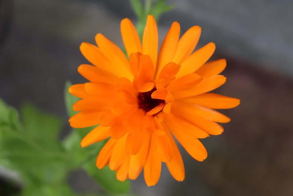 The Honest Limitations: What Marigolds Cannot Do (Local Food Initiative, Flickr, CC BY 2.0)