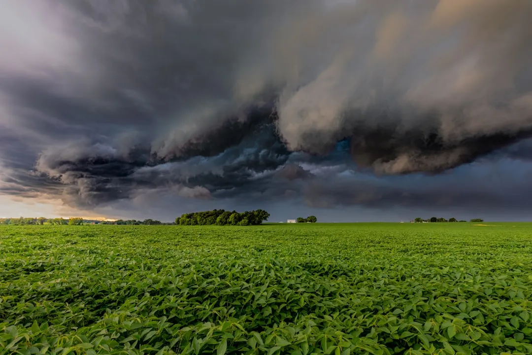 Plants Can Visibly Green Up After a Storm (Image Credits: Unsplash)