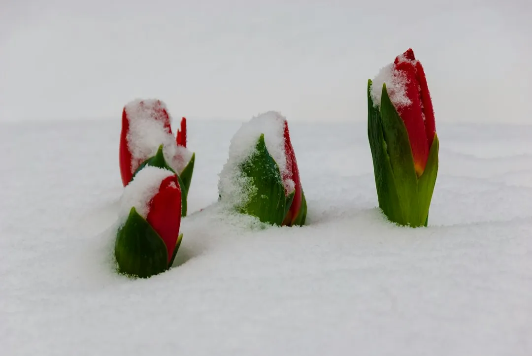 How Cultivar Differences Change the Cold Requirement (Image Credits: Unsplash)